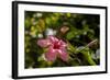 Hibiscus Flower, Roatan, Honduras-Jim Engelbrecht-Framed Photographic Print