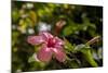 Hibiscus Flower, Roatan, Honduras-Jim Engelbrecht-Mounted Photographic Print