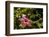 Hibiscus Flower, Roatan, Honduras-Jim Engelbrecht-Framed Photographic Print