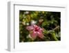 Hibiscus Flower, Roatan, Honduras-Jim Engelbrecht-Framed Photographic Print