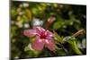 Hibiscus Flower, Roatan, Honduras-Jim Engelbrecht-Mounted Photographic Print