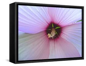 Hibiscus Flower-Luts-Framed Stretched Canvas