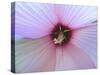 Hibiscus Flower-Luts-Stretched Canvas