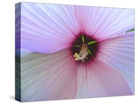 Hibiscus Flower-Luts-Stretched Canvas