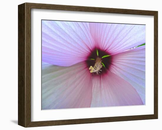 Hibiscus Flower-Luts-Framed Photographic Print