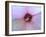 Hibiscus Flower-Luts-Framed Photographic Print