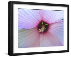 Hibiscus Flower-Luts-Framed Photographic Print