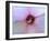 Hibiscus Flower-Luts-Framed Photographic Print