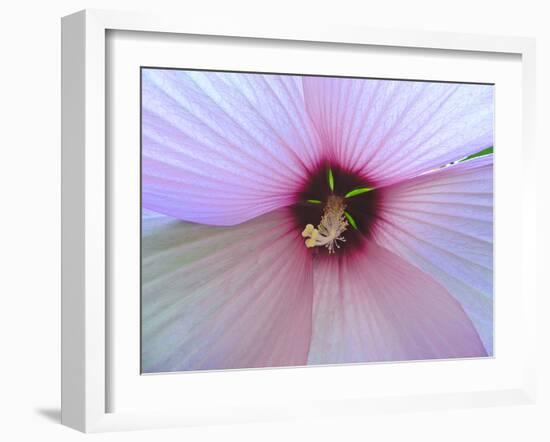 Hibiscus Flower-Luts-Framed Photographic Print