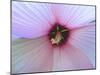 Hibiscus Flower-Luts-Mounted Photographic Print