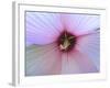 Hibiscus Flower-Luts-Framed Photographic Print