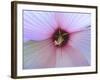 Hibiscus Flower-Luts-Framed Photographic Print