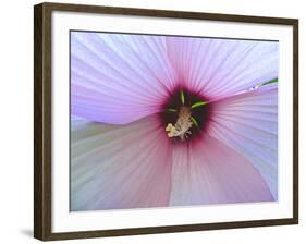 Hibiscus Flower-Luts-Framed Photographic Print