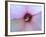 Hibiscus Flower-Luts-Framed Photographic Print