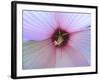 Hibiscus Flower-Luts-Framed Photographic Print