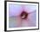 Hibiscus Flower-Luts-Framed Photographic Print