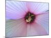 Hibiscus Flower-Luts-Mounted Photographic Print