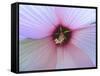 Hibiscus Flower-Luts-Framed Stretched Canvas