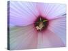 Hibiscus Flower-Luts-Stretched Canvas
