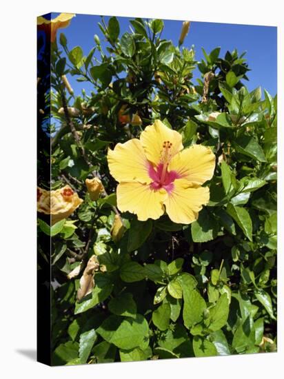 Hibiscus Flowers, Hotel Tecini, Santiago, La Gomera, Canary Islands, Atlantic, Spain, Africa-Harding Robert-Stretched Canvas