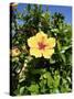 Hibiscus Flowers, Hotel Tecini, Santiago, La Gomera, Canary Islands, Atlantic, Spain, Africa-Harding Robert-Stretched Canvas