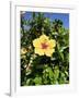 Hibiscus Flowers, Hotel Tecini, Santiago, La Gomera, Canary Islands, Atlantic, Spain, Africa-Harding Robert-Framed Photographic Print