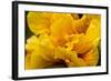 Hibiscus Folds-Chris Moyer-Framed Photographic Print