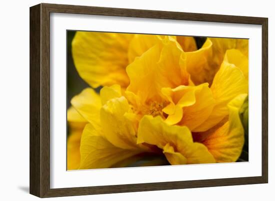 Hibiscus Folds-Chris Moyer-Framed Premium Photographic Print