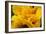 Hibiscus Folds-Chris Moyer-Framed Premium Photographic Print