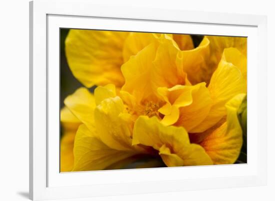 Hibiscus Folds-Chris Moyer-Framed Photographic Print