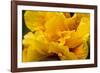 Hibiscus Folds-Chris Moyer-Framed Photographic Print