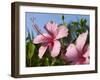 Hibiscus, Goa, India, Asia-Stuart Black-Framed Photographic Print