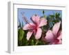 Hibiscus, Goa, India, Asia-Stuart Black-Framed Photographic Print