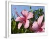 Hibiscus, Goa, India, Asia-Stuart Black-Framed Photographic Print