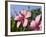 Hibiscus, Goa, India, Asia-Stuart Black-Framed Photographic Print