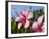 Hibiscus, Goa, India, Asia-Stuart Black-Framed Photographic Print