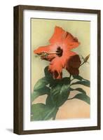 Hibiscus, Hawaii-null-Framed Art Print