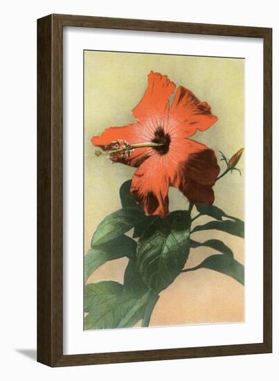 Hibiscus, Hawaii-null-Framed Art Print