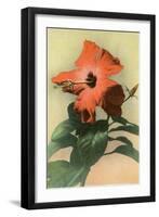 Hibiscus, Hawaii-null-Framed Art Print