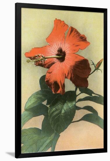 Hibiscus, Hawaii-null-Framed Art Print