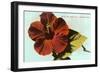 Hibiscus, Hawaii-null-Framed Art Print