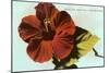 Hibiscus, Hawaii-null-Mounted Art Print