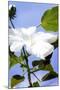 Hibiscus I-Alan Hausenflock-Mounted Photographic Print