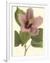 Hibiscus I-Cooke-Framed Art Print