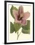 Hibiscus I-Cooke-Framed Art Print