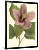 Hibiscus I-Cooke-Framed Art Print