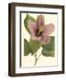 Hibiscus I-Cooke-Framed Art Print