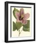 Hibiscus I-Cooke-Framed Art Print