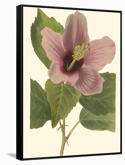 Hibiscus I-Cooke-Framed Stretched Canvas