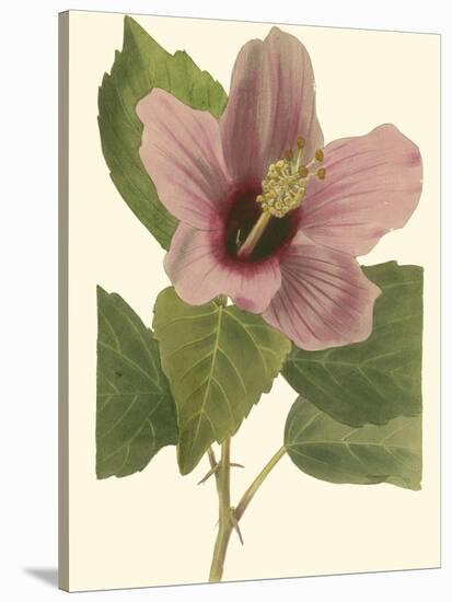 Hibiscus I-Cooke-Stretched Canvas